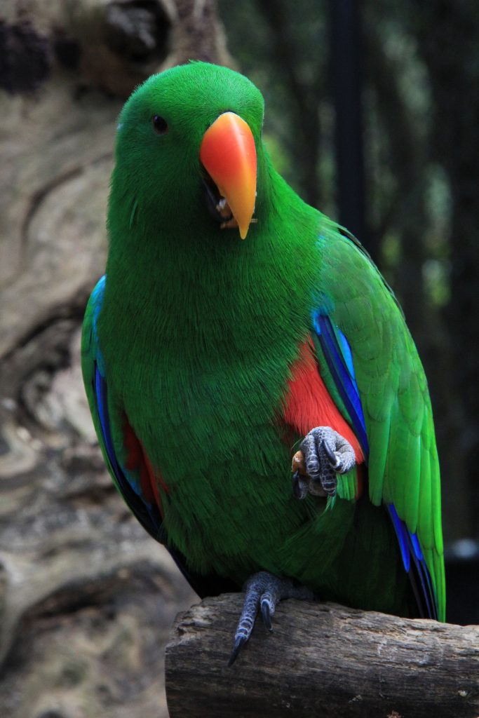 Keeping Eclectus parrots as a pet in Nigeria