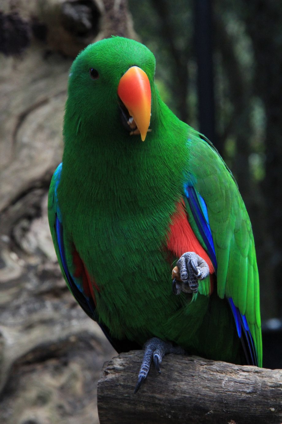eclectus_parrots-in-Nigeria