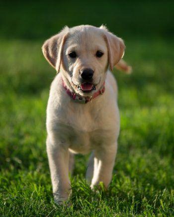 Cream Labrador retriever dogs for sale