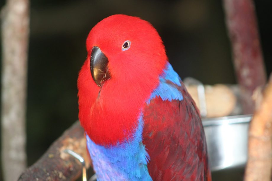 Eclectus parrots as a pet in Nigeria
