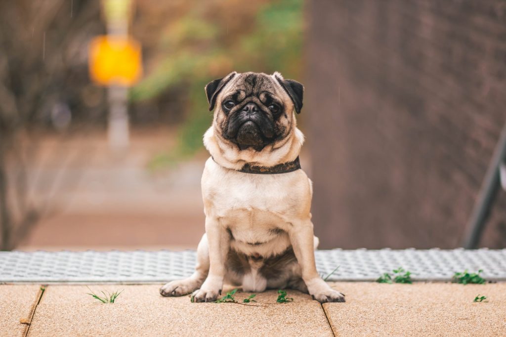 The pug is generally short, with a squashed and wrinkled face, with a set of big eyes