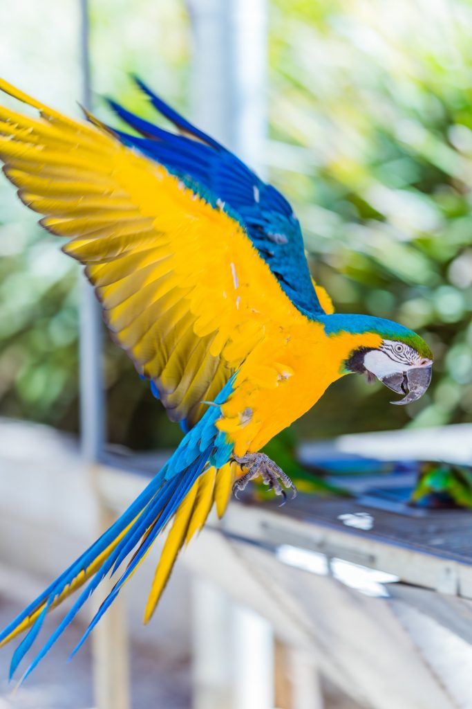 The blue and gold macaw is an apt talker that's capable of repeating simple words after you