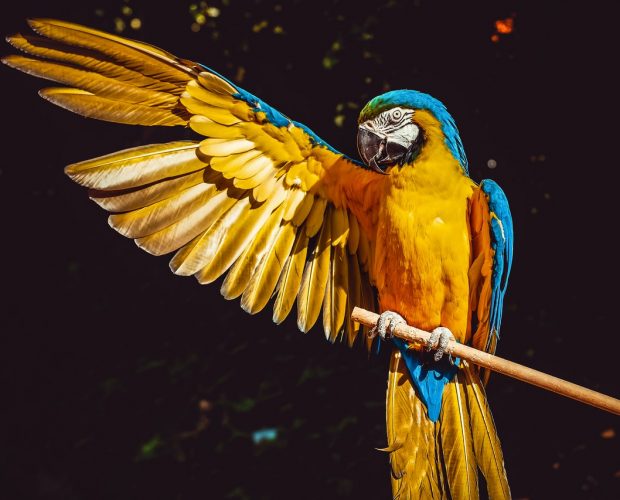 macaw training