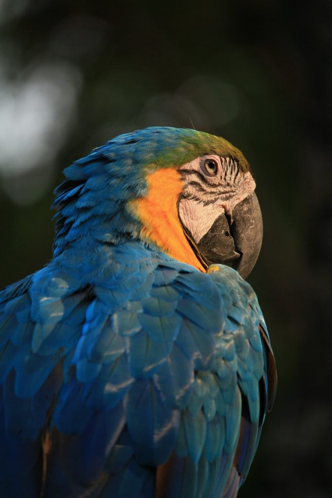 A blue and gold macaw looking on