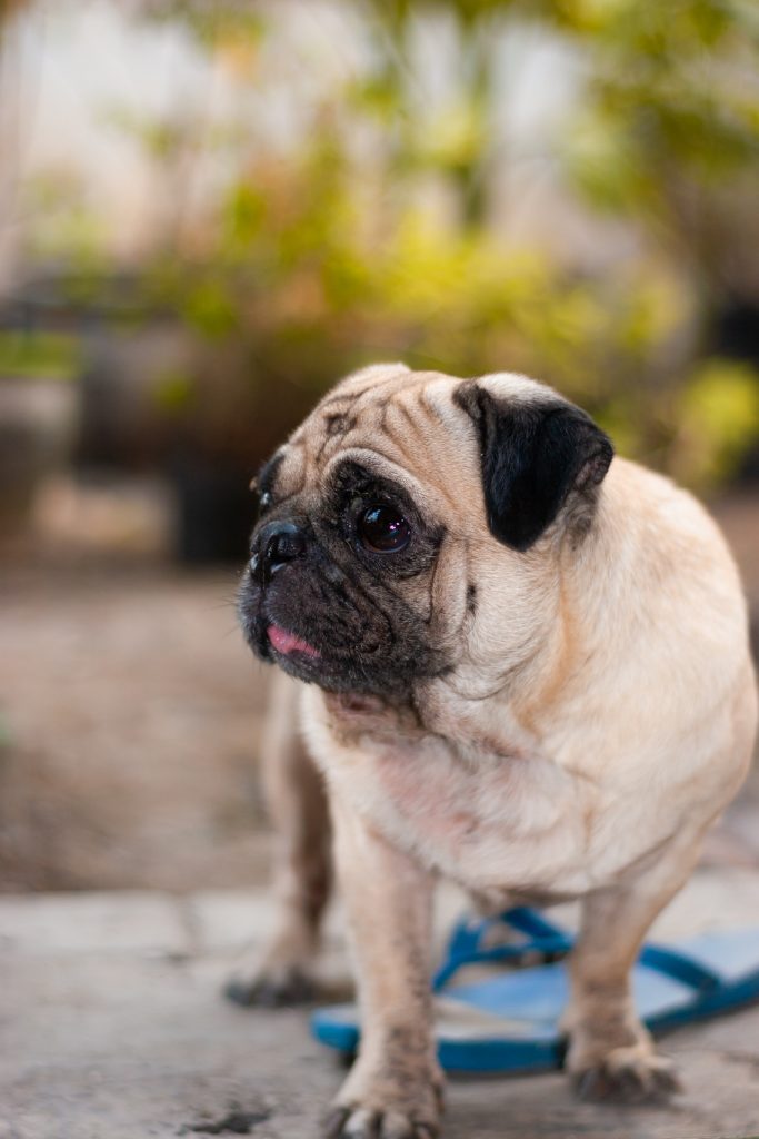 To understand the history of pugs in Nigeria, we will have to trace their importation from South Africa and Europe.