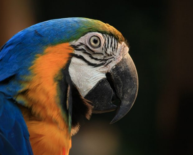 Lifespan of the Blue and Gold Macaw
