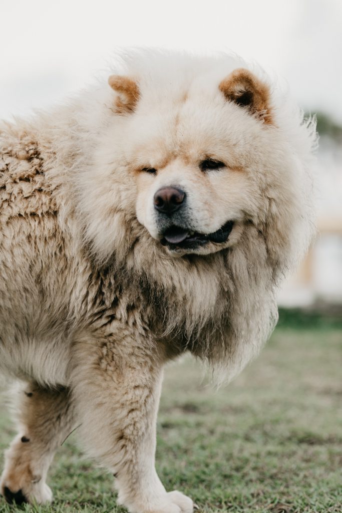 Once you train the chow chow to know its position in the family early on, it reduces its aggression and domination tendencies