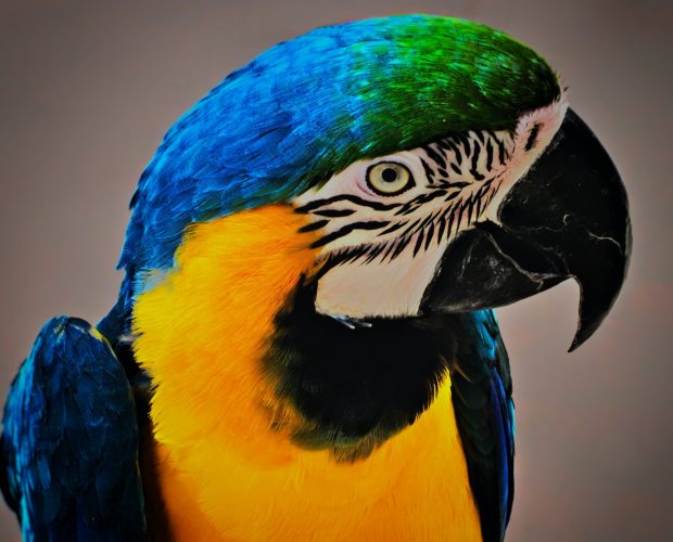 Macaw for sale in Nigeria