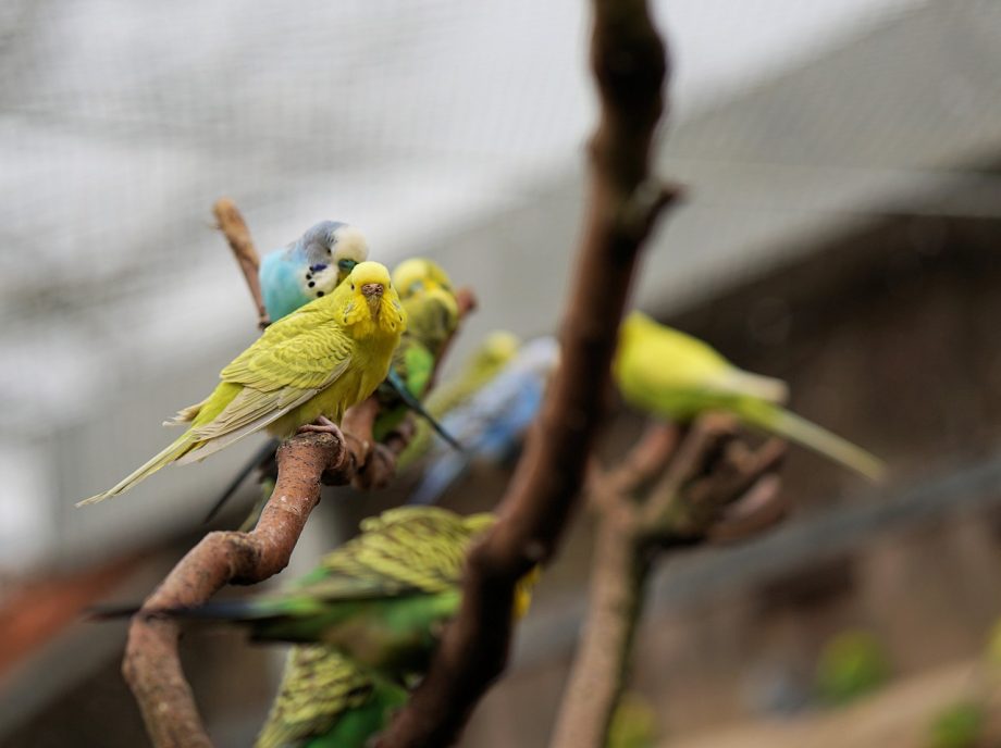 budgie parakeets