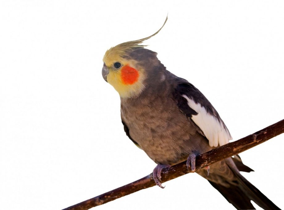 Cockatiel-parrots-in-Nigeria-