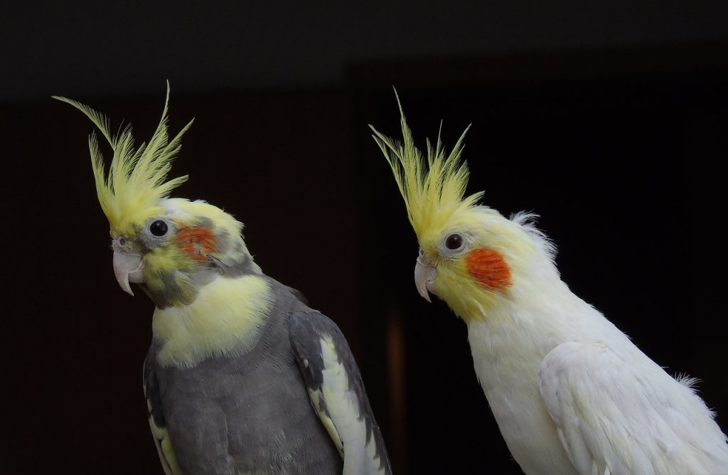 Cockatiel parrots in Nigeria