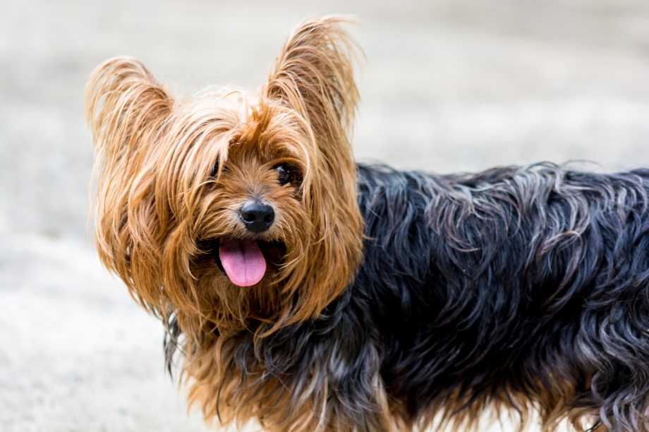 yorkshire-terrier-yorkie-yorky-for-sale-in-Nigeria