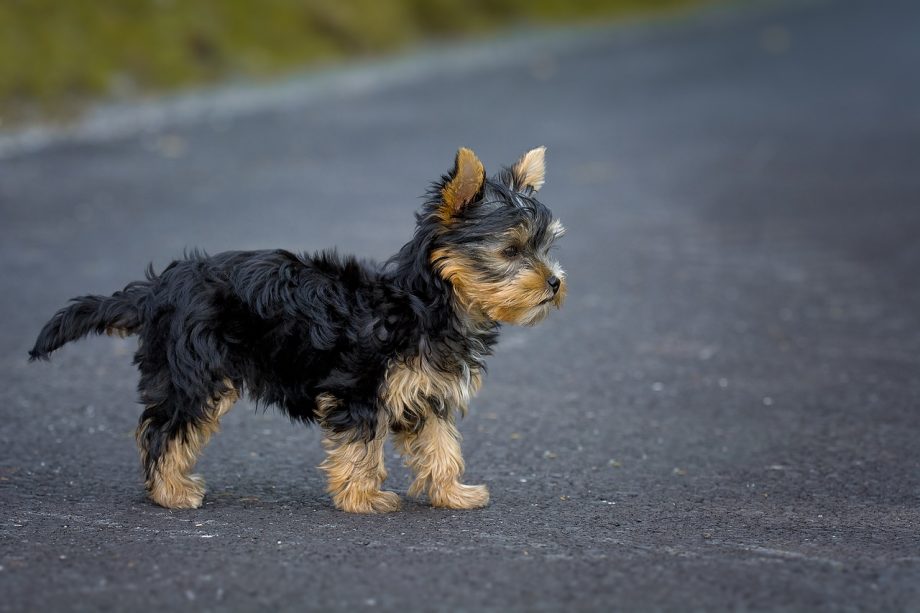 yorkshire-terrier-yorkie-yorky-for-sale-in-Nigeria-_