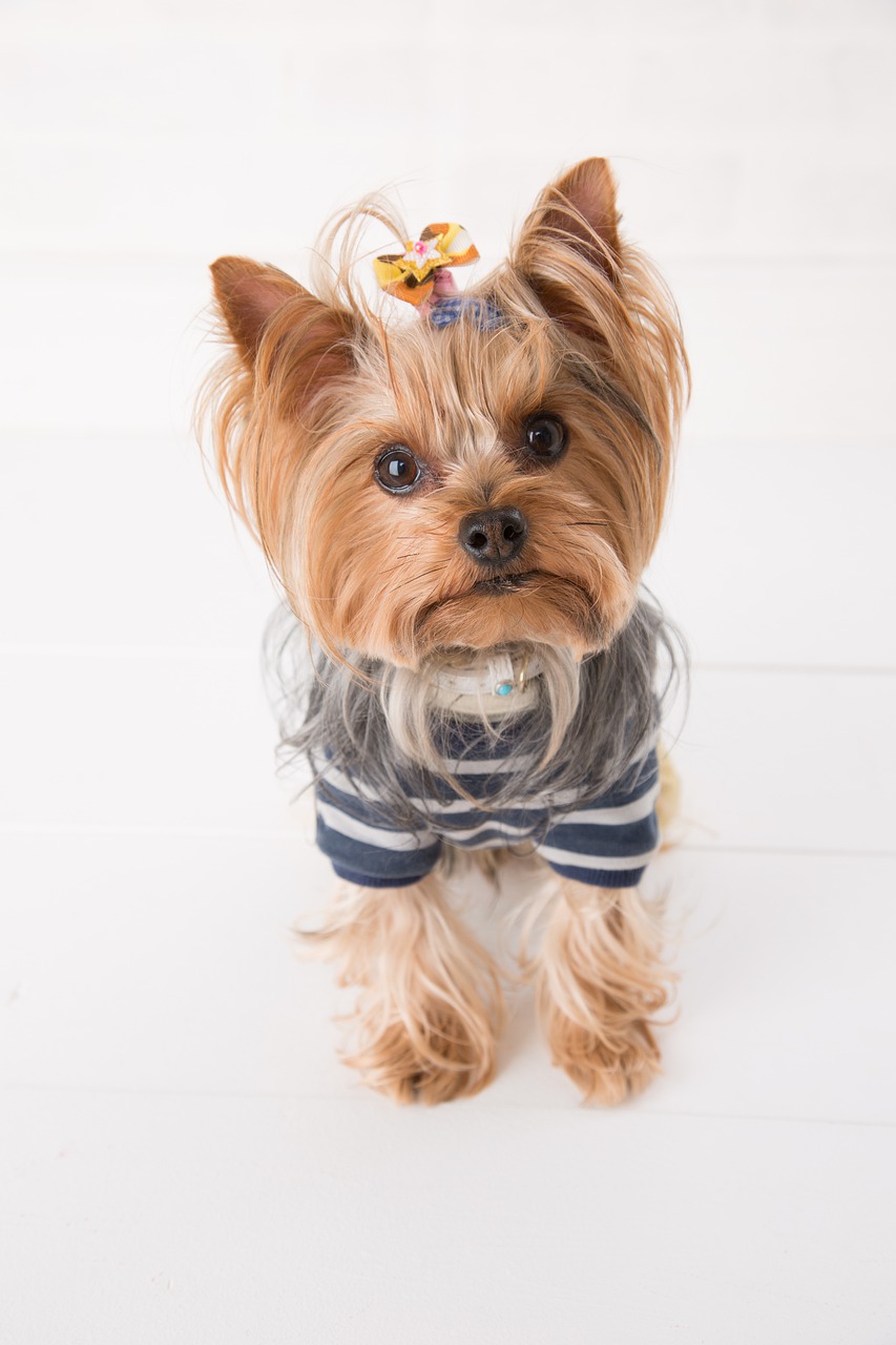 yorkshire-terrier-yorkie-yorky-for-sale-in-Nigeria_