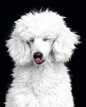 Poodle for sale in Nigeria
