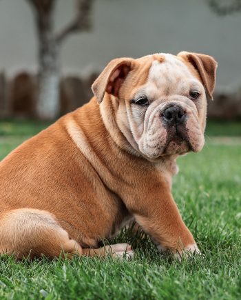 English Bulldog puppies for sale in Nigeria