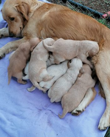 golden retriever puppies for sale in nigeria