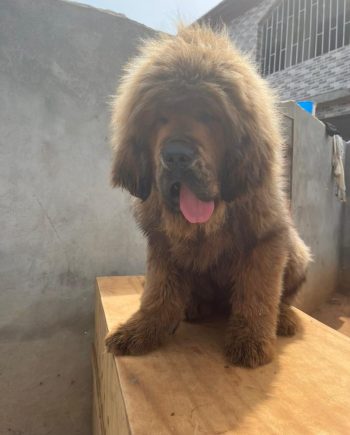 tibetan mastiff for sale in Nigeria