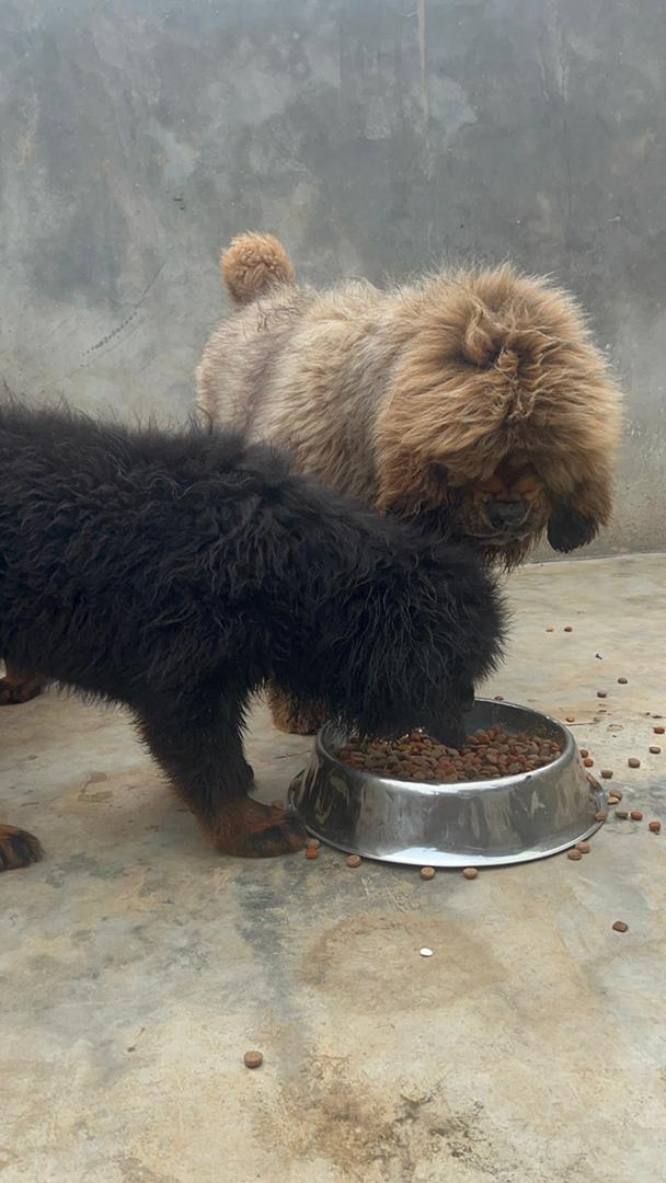 Tibetan mastiff for sale in Nigeria (2)