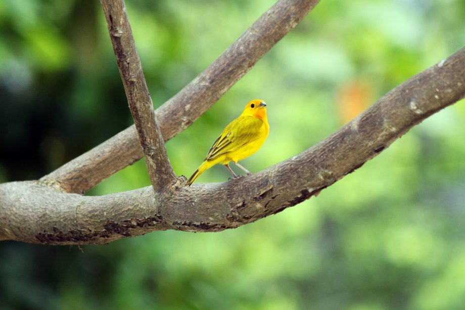 singing canary bird
