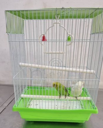 Two budgies in one cage