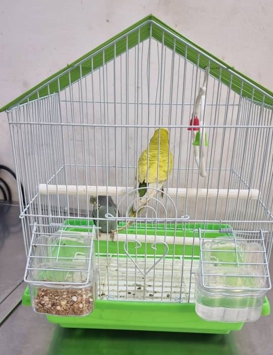 Two budgies in one cage