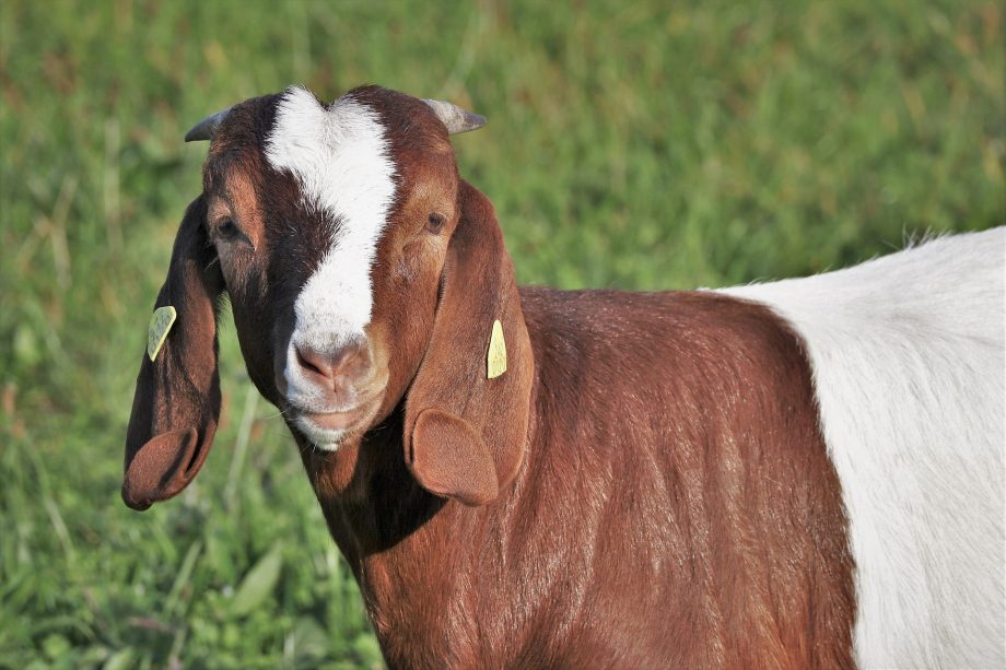 Boer goat and sheep for sale in Nigeria