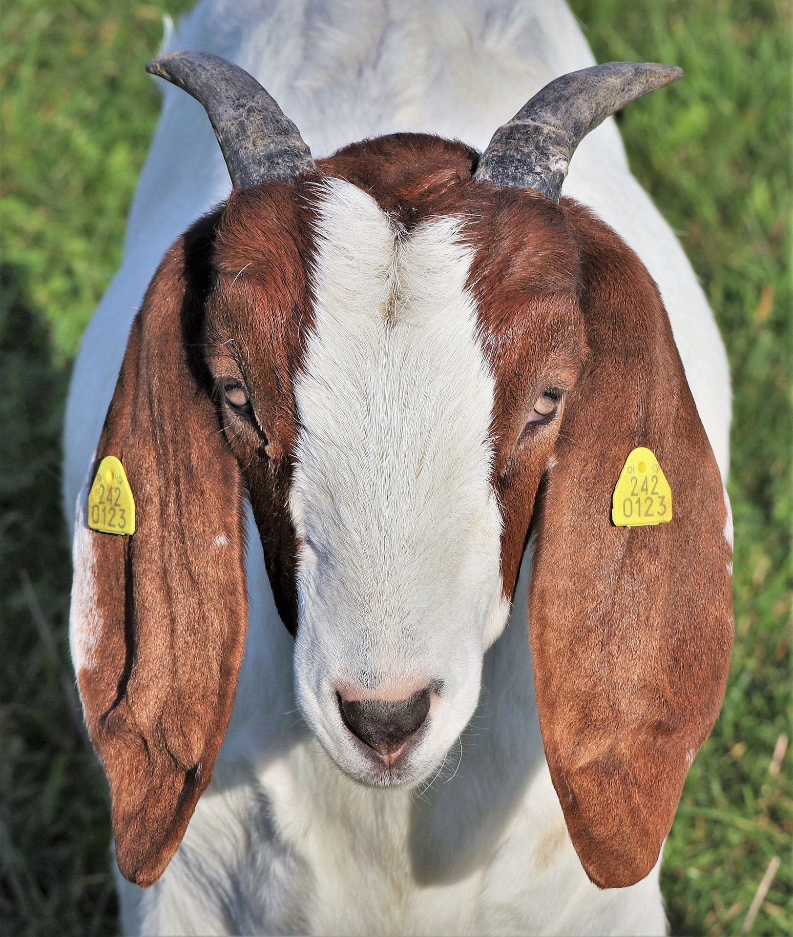 boer goats-south africa-nigeria