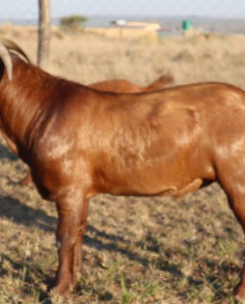 Young Kalahari Red goats for sale in Nigeria