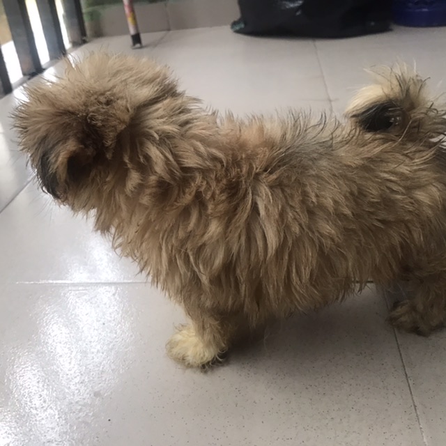 Male Lhasa apso puppy