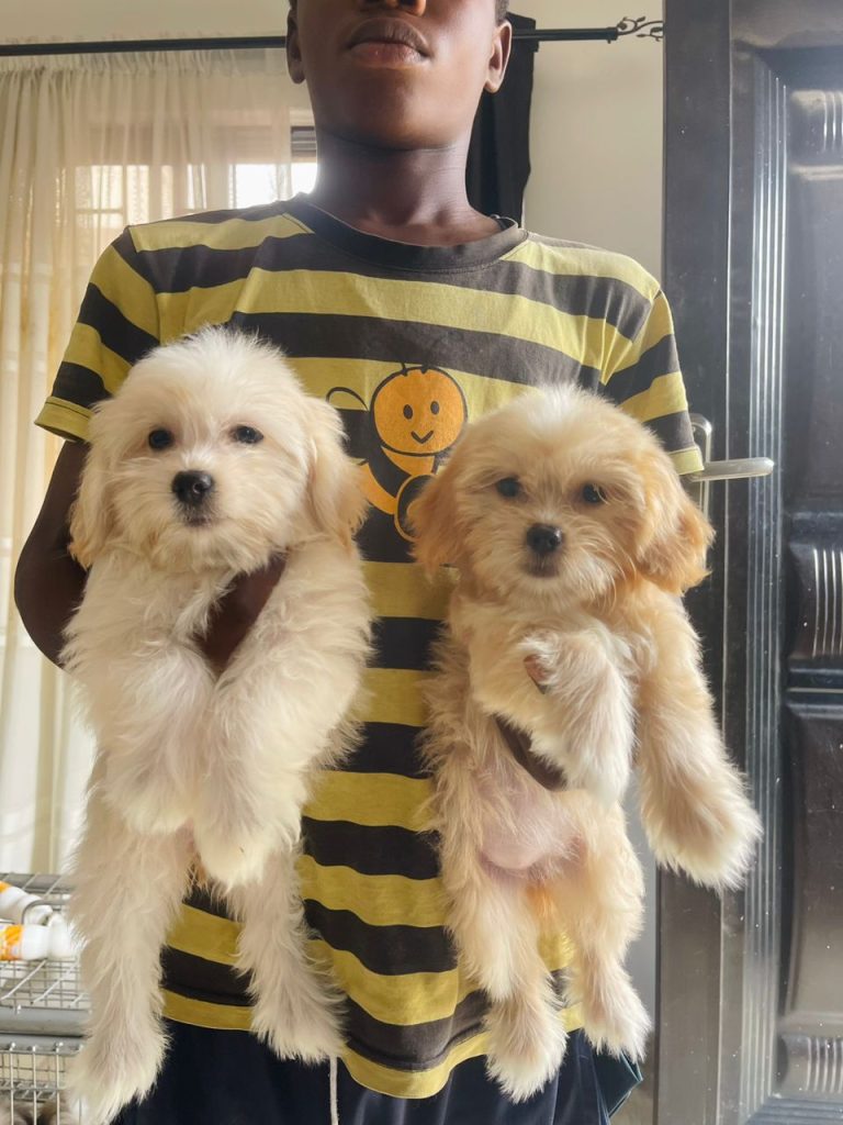 Cute Lhasa apso pups ready for new home