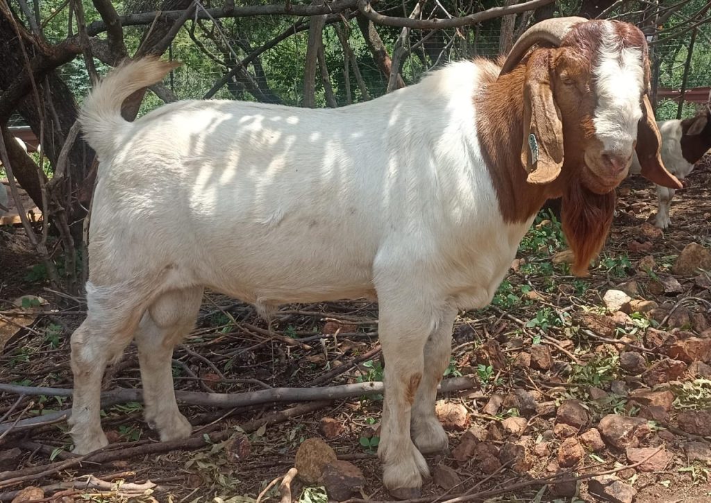Boer goat in Nigeria